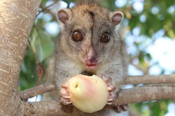 Fluffy Little Cuscus Eating A Pear On A Tree