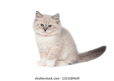 Fluffy little kitten, Neva masquerade, on a white background. - Shutterstock ID 1313189639