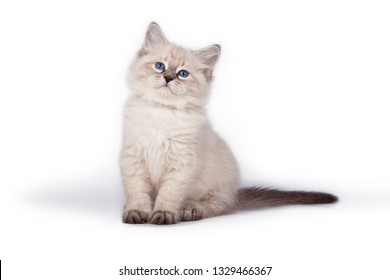Fluffy little kitten, Neva masquerade,Cat  on  white background. - Shutterstock ID 1329466367