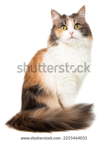 Fluffy long hair cat sitting isolated on the white background