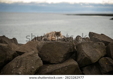 Fluffy Long Haired Cat Resting on Coastal Rocks by the Calm Sea
