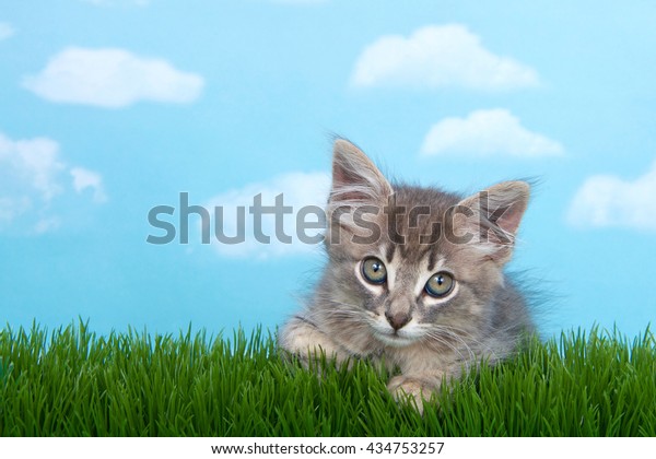 Fluffy Long Haired Gray Tabby Kitten Stock Photo Edit Now 434753257
