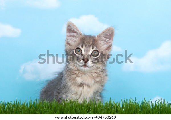 Fluffy Long Haired Gray Tabby Kitten Stock Photo Edit Now 434753260