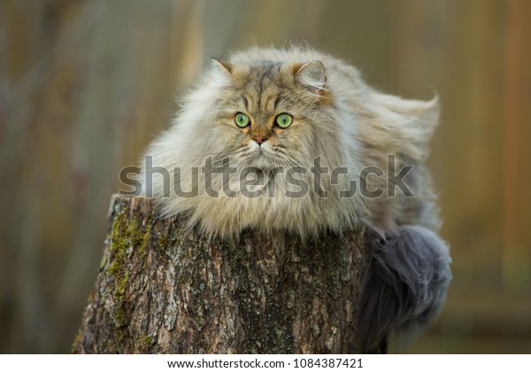 Pallass Cat Looking Camera Stock Photo Shutterstock