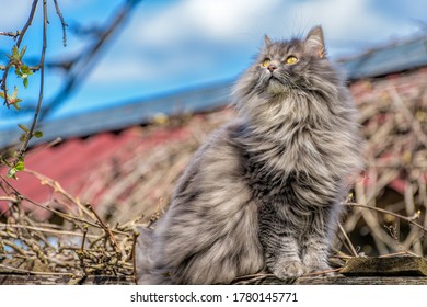 A fluffy long-haired, smoky-grey cat with yellow eyes walks in the branches of trees in nature and curiously explores the thickets.