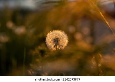 Fluffy luminous round dandelion in the grass illuminated by the setting sun. Summer mood concept. - Shutterstock ID 2142093979