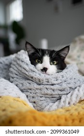 Fluffy Maine Coon Black And White Kitten Cuddling 