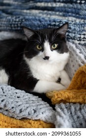 Fluffy Maine Coon Black And White Kitten Cuddling 