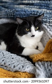 Fluffy Maine Coon Black And White Kitten Cuddling 