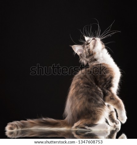 Similar – Image, Stock Photo Chili chills. Animal Pet