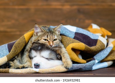 Fluffy malamute puppy sleeping next to a tabby cat wrapped in a checkered plaid on a brown wood background with dry maple leaves - Powered by Shutterstock