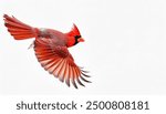 Fluffy Male Northern Cardinal - Cardinalis cardinalis - in flight flying with wings extended showing bright red crimson feathers with head crest. Isolated on white or light color background