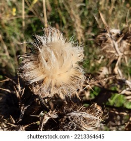 Fluffy Milk Thistle Seed Flower Dry After Bloom   ( Latin Name Silybum Marianum) 