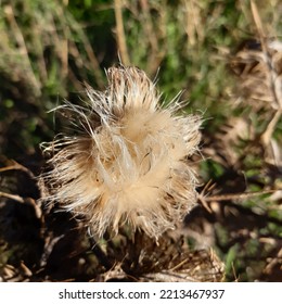 Fluffy Milk Thistle Seed Flower Dry After Bloom   ( Latin Name Silybum Marianum) 