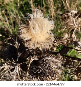 Fluffy Milk Thistle Seed Flower Dry After Bloom   ( Latin Name Silybum Marianum) 