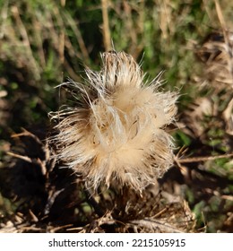 Fluffy Milk Thistle Seed Flower Dry After Bloom   ( Latin Name Silybum Marianum) 