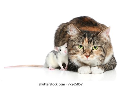 Fluffy Mixed-breed Cat And Dambo Rat On A White Background