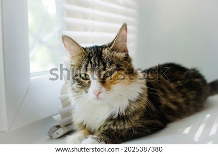 A fluffy mongrel cat lies on the windowsill.