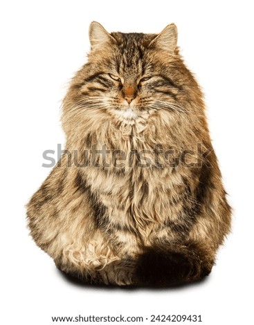 A fluffy motley cat sits with its eyes closed in the sun