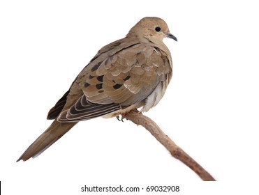 Fluffy Mourning Dove Perched On A Branch. Turtledove Fluffs Its Feathers To Keep Warm From The Cold. Dove Is Isolated With A White Background.