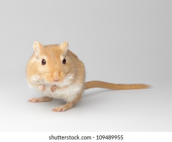 fluffy mouse sit on a gray gradient background. Gerbillinae