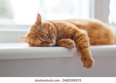 fluffy orange cat squints while lying on the windowsill in the rays of the morning sun. Comfortable sleep.
 - Powered by Shutterstock