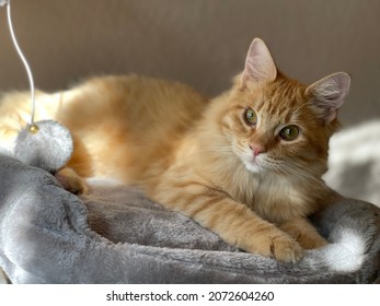 Fluffy Orange Tabby Cat Resting In Grey Cat Tree Inside Home