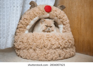 A fluffy Persian cat with a grumpy expression peeks out from a cozy reindeer-themed pet bed with