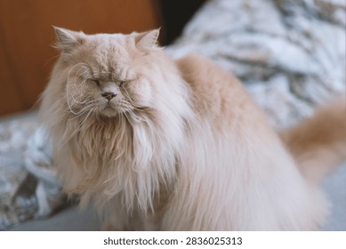 Fluffy Persian Cat with Grumpy Expression Sitting on Patterned Couch Indoors