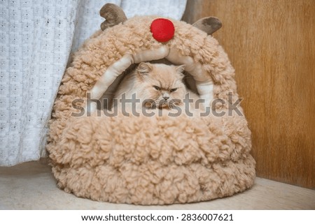 A fluffy Persian cat with a grumpy expression peeks out from a cozy reindeer-themed pet bed with