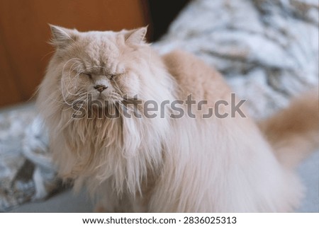 Fluffy Persian Cat with Grumpy Expression Sitting on Patterned Couch Indoors
