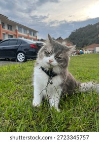 a fluffy persian cat while biting grass