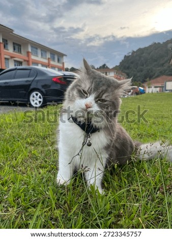 a fluffy persian cat while biting grass