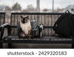 Fluffy Pet Cat Traveler Bus Stop Train Station Outside Carrier