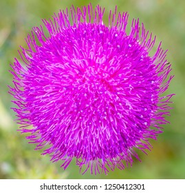 Fluffy Pink Milk Thistle Flowerhead Close-up. View From Above.