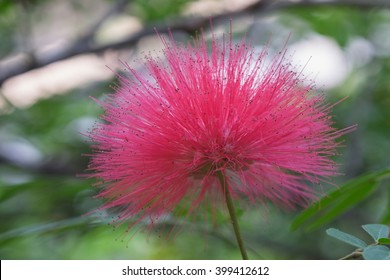 Fluffy Pink Mimosa Flower On Tree Stock Photo Edit Now