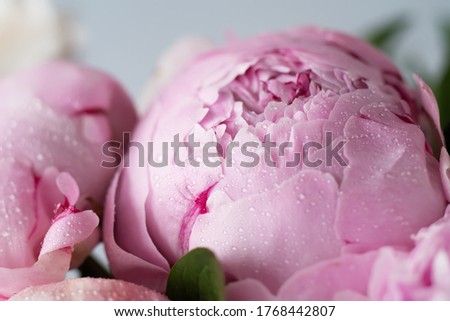 Fluffy pink peonies flowers with drops of water. Sarah Bernhardt Peony background. Macro horizontal. 