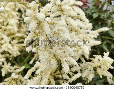 Fluffy plumes of white flowers of False Goat's Beard Astilbe 'Deutschland'
