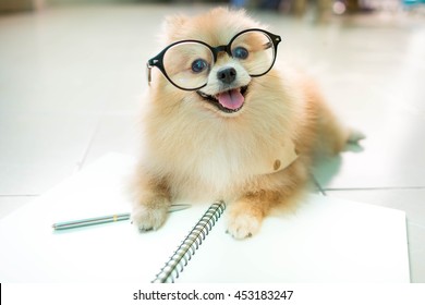fluffy pomeranian dog with a smiling face wear glasses.