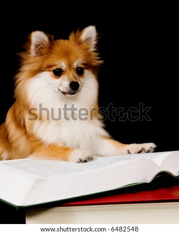 Fluffy Pomeranian pup propped up on a thick textbook, appears as though he's reading it.