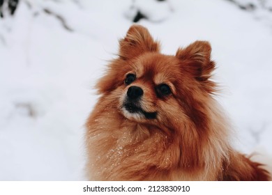 Fluffy Pomeranian In The Snow