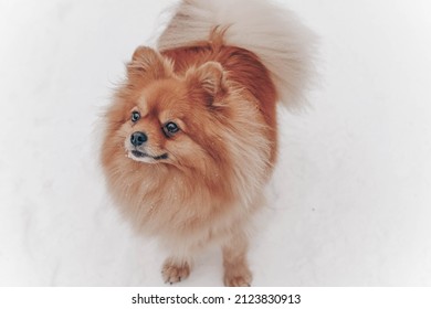 Fluffy Pomeranian In The Snow