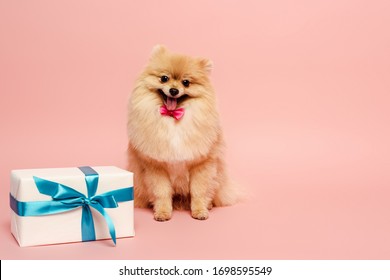 fluffy pomeranian spitz dog in bow tie with birthday present on pink