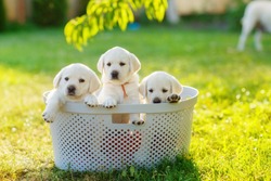 Fluffy Puppies Sitting In A Basket In The Shade Of A Peach Tree