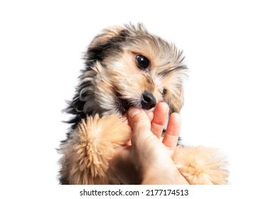 Fluffy Puppy Biting Or Gnawing Finger Of Person Trying To Get Kibbles In Hand. Cute Puppy Dog Grabing Or Holding Owners Hand. Black And Brown Male Morkie Puppy. Isolated On White. Selective Focus.