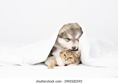 いぬねこ の画像 写真素材 ベクター画像 Shutterstock