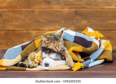 A fluffy puppy lies next to a tabby kitten under a plaid blanket. A kitten with a puppy sleeps wrapped in a checkered blanket - Powered by Shutterstock