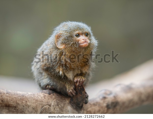 Fluffy pygmy marmoset is\
perching on tree branch. Portrait of one of world\'s smallest\
monkey.