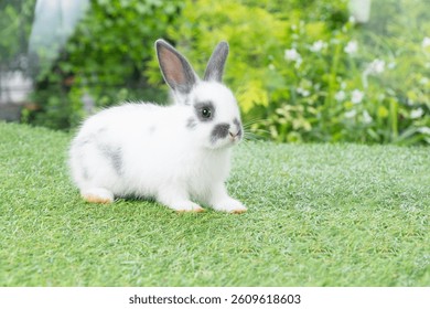 Fluffy rabbit easter bunny sitting green grass over spring summer background. Infant dwarf bunny black white rabbit playful on lawn with white background. Cute animal furry pet concept.