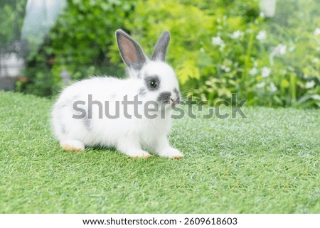 Fluffy rabbit easter bunny sitting green grass over spring summer background. Infant dwarf bunny black white rabbit playful on lawn with white background. Cute animal furry pet concept.